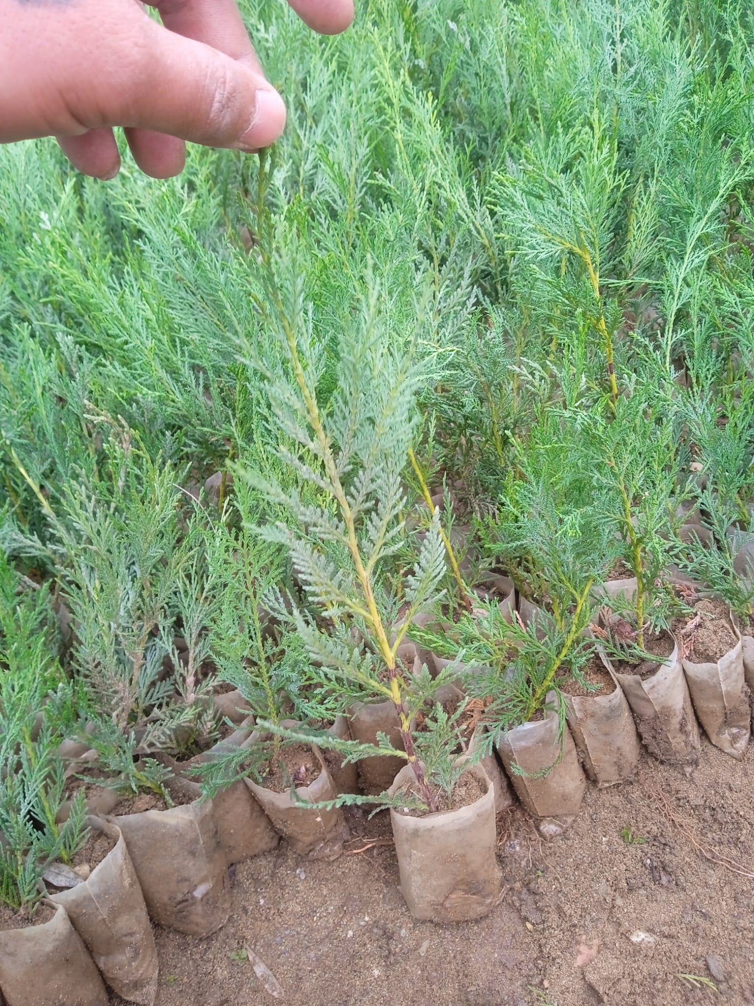 Almina Çiçekçilik 